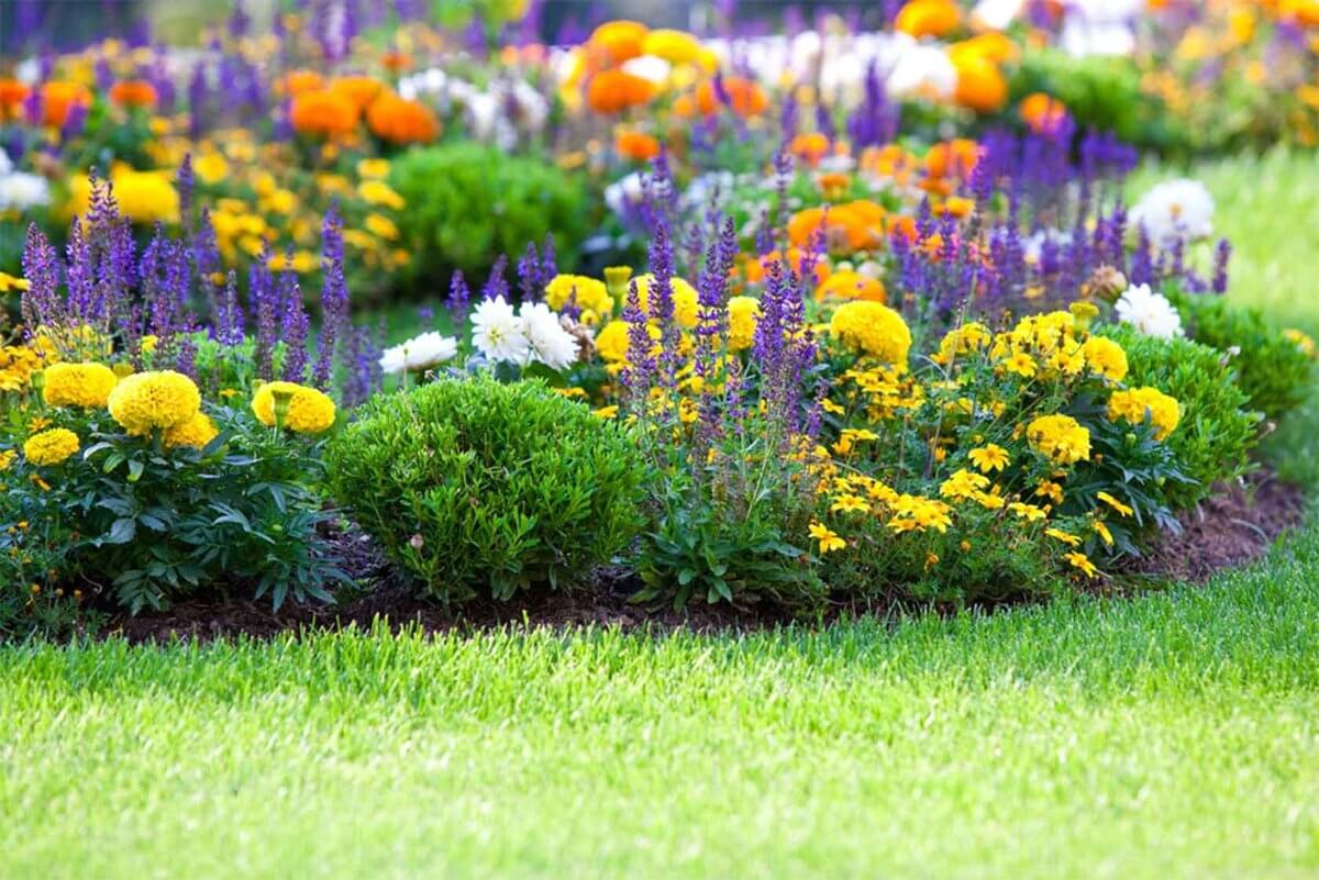 Декоративные цветущие кустарники купить недорого, фото ⋆ питомник